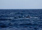 WhaleWatching 015